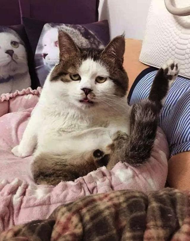 越丑越可爱越凶越萌这些小丑猫你还能吸的动吗