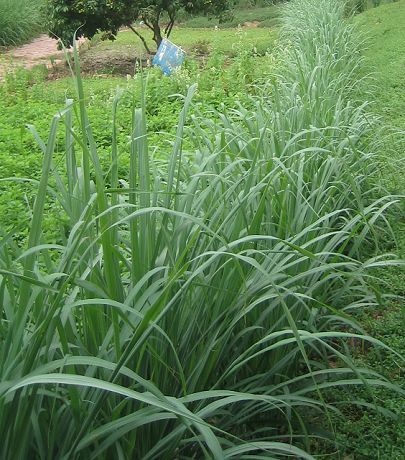 农村一棵普通的野草,抗癌,治疗偏头痛,去头油去屑,你见过吗?