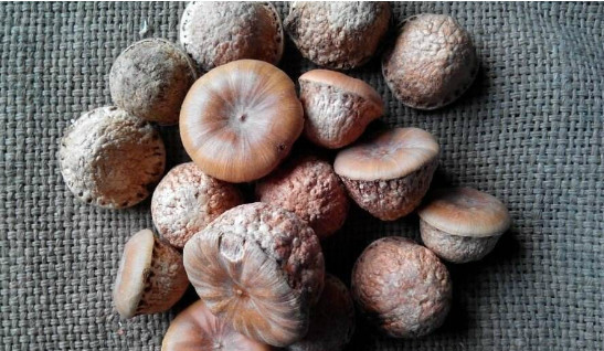 树上被称为是风流果的果子,不要错过,它可是男性的福音|风流果|补肾果