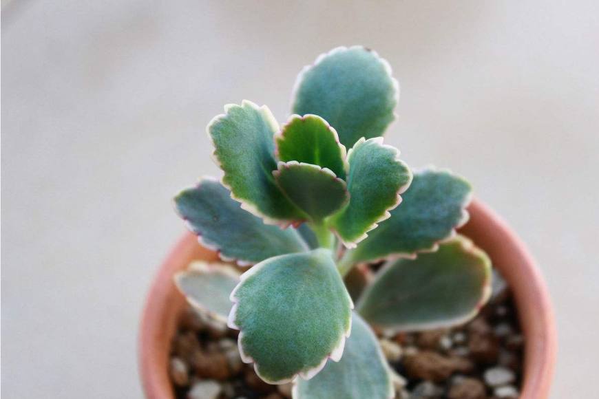 多肉植物玉吊钟一种比花还漂亮的多肉养护方法你知道吗