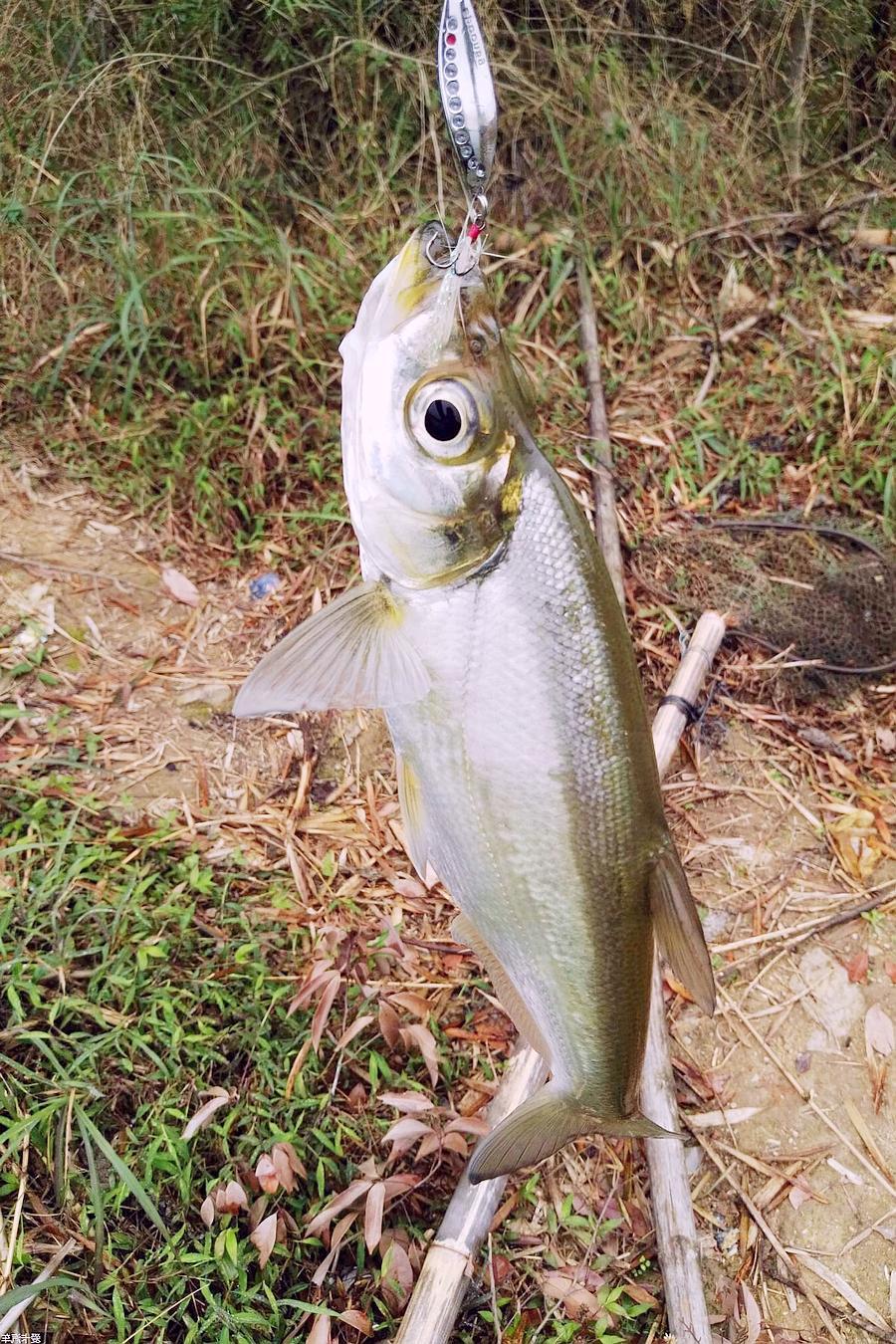碰到这种野生鱼,我从不划价,8元一斤比吃鲫鱼营养美味|翘嘴鱼|鲫鱼|煎