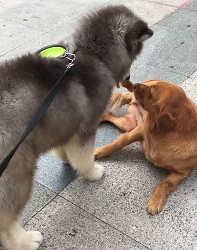 金毛遇到阿拉斯加秒怂,躺地上露肚皮求饶,金毛:小老弟我认输