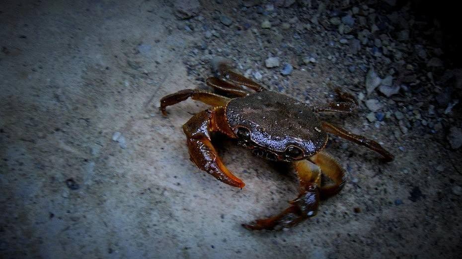 想摸螃蟹请上山!指甲盖大小的山螃蟹80块一斤不愁卖