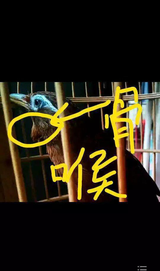 俗话说7零8落9换齐爱宠物养画眉鸟的我们又知道多少