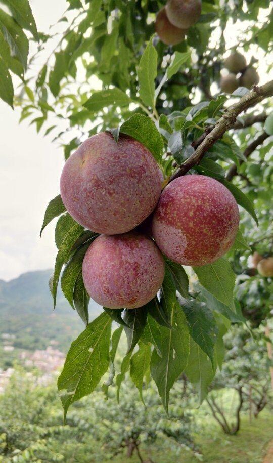 钱排银妃三华李