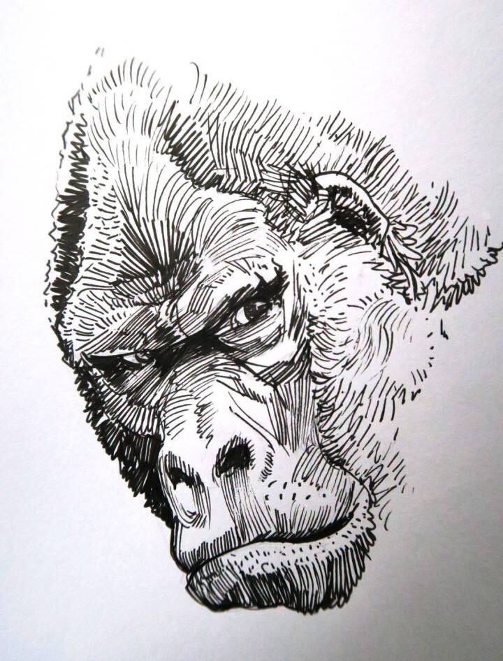 手绘黑白野生动物加拿大画师hugopuzzuoli