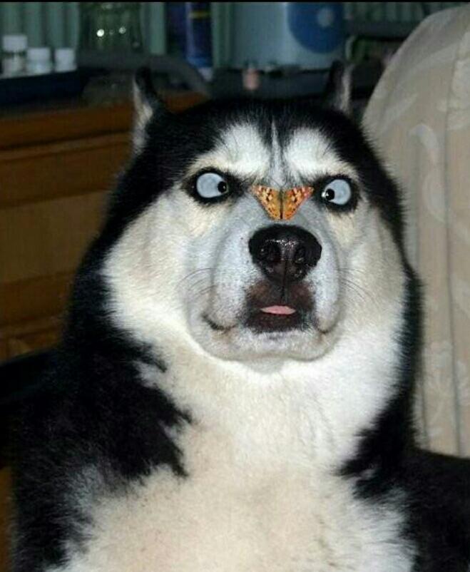 主人|医生|哈士奇_新浪新闻