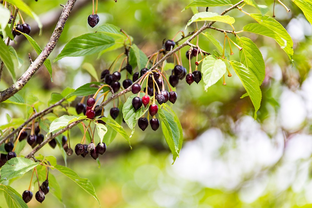 这样的樱桃你没见过吧,它叫毛叶山樱|毛叶山|淡褐色|樱花_新浪新闻