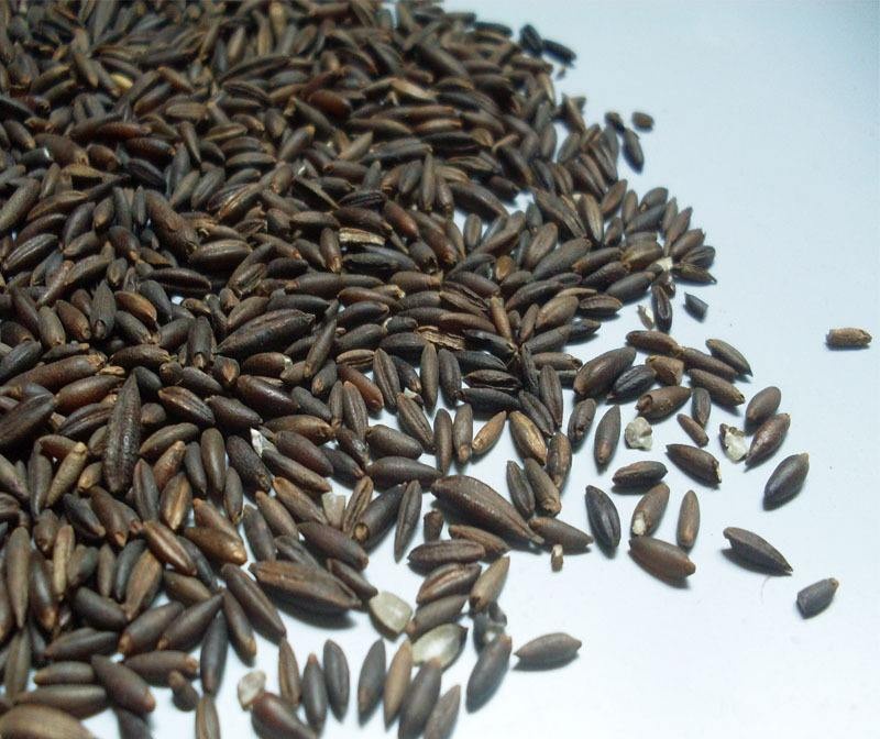 竹子开花后长出的大米十分罕见营养很高农民却很怕它