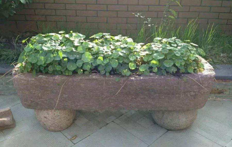 花盆|石槽|铜钱草_新浪新闻