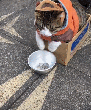 这是真让猫咪自己在美食街里化缘呢.
