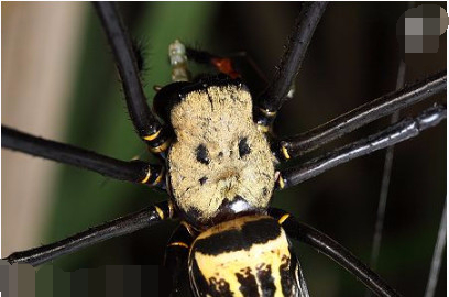 蜘蛛中长得最诡异的一种,身体上面居然酷似人脸被称之为人面蜘蛛