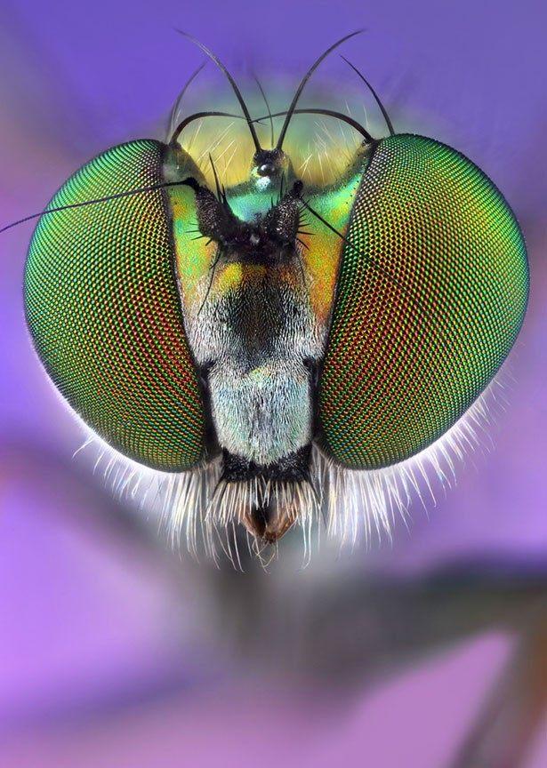 镜头下犹如外星人面貌的昆虫头部终于知道女人害怕虫子的原因了