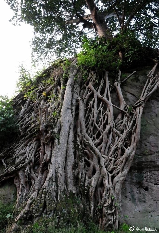 重庆市树一一黄角树