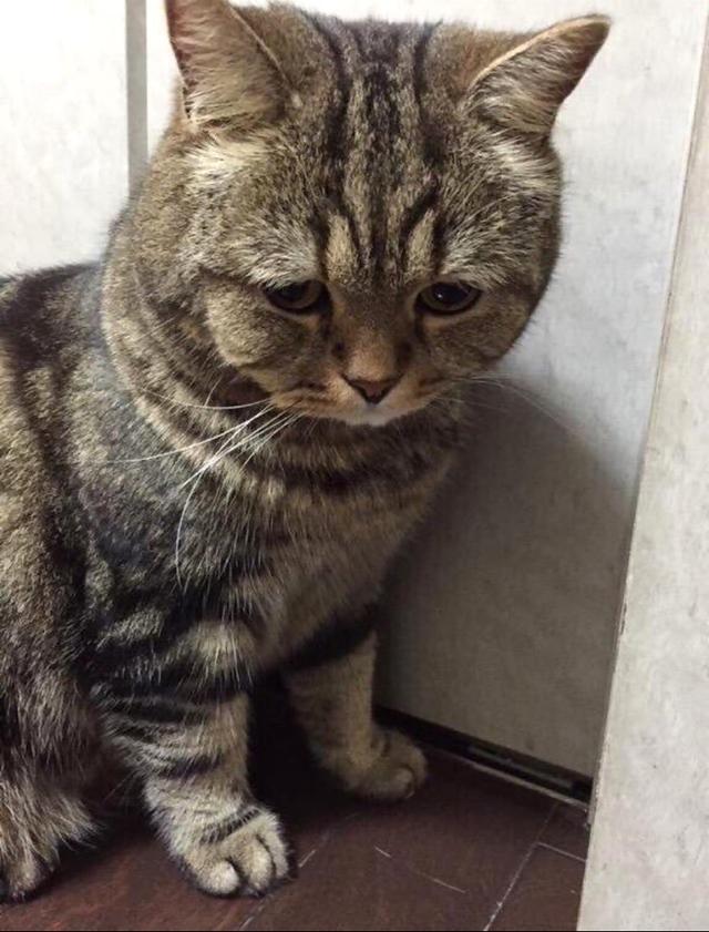 猫咪做错事把主人气炸,但看到它那委屈的小表情,瞬间心软!