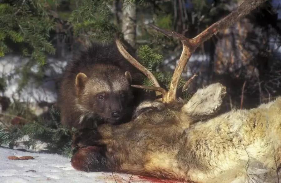 它是"平头哥"的好兄弟,天不怕地不怕,战斗力还完爆平头哥|好兄弟|狼獾