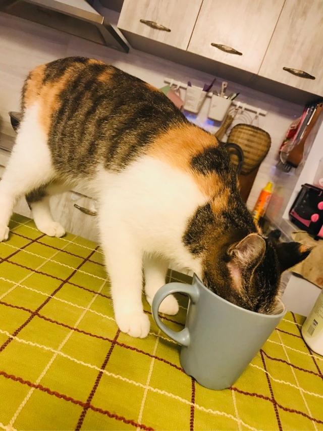 猫为什么总喜欢偷喝主人杯子里的水?网友道:人家追求的是口感!