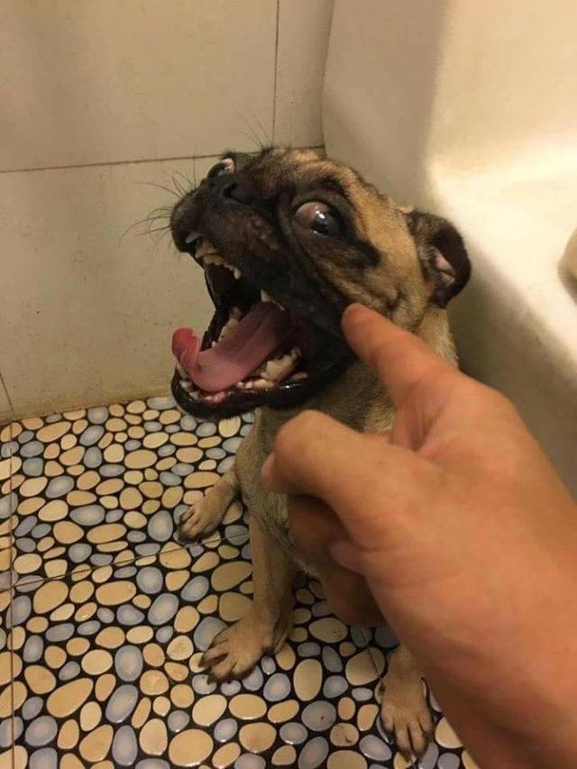 狗狗做错事,当我训它时,它竟然对我呲牙咧嘴,是不是到了叛逆期