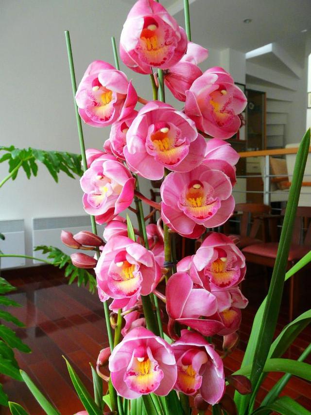 给大花蕙兰加油的时间到了,花芽长得健壮了,花朵才能多,才能美