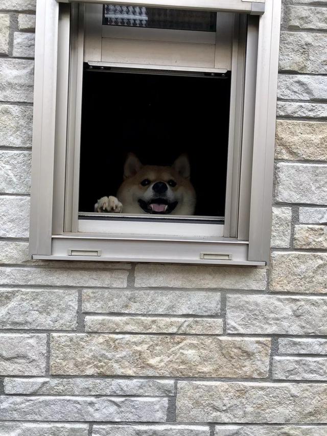 这只小柴犬天天趴在窗户里看风景,呆萌的样子也太可爱了吧
