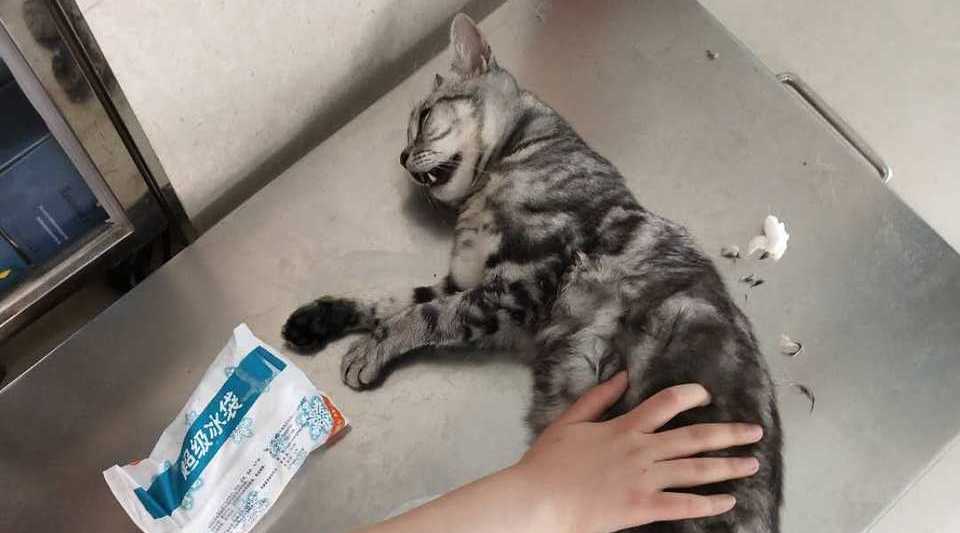 滴滴司机违规运营还把客人的猫憋死 一条生命就这么没了