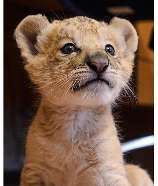 小狮虎被弃只好带回让猫妈照看, 长大后整个狮虎家族都是他们后台