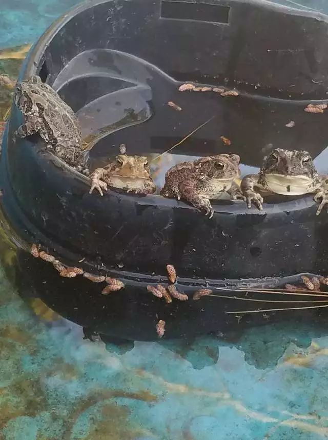 狗狗玩水的盆被这些蟾蜍占用了,没想到还促成了一段跨种族友谊