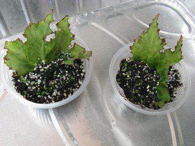 有钱还不如去买别的,看看牛人都是怎么做的|牛人|盆栽|不定芽_新浪