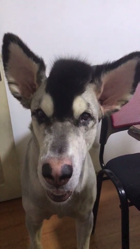 明儿起至5月31日,石家庄交通将有大动作!