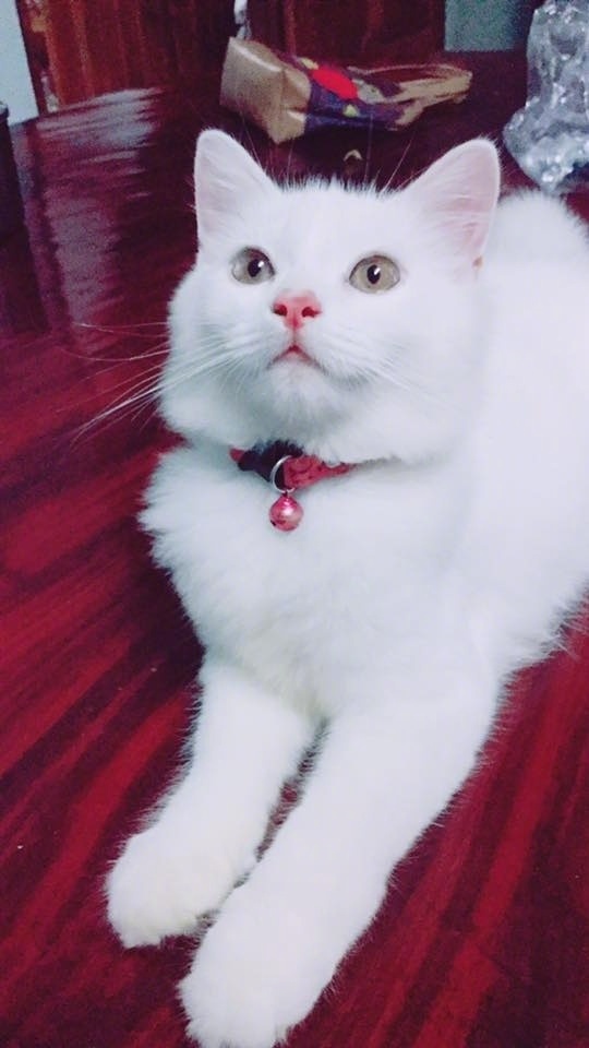 白猫的样子图片