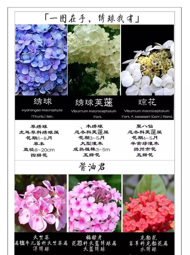 绣球|颜色多变,哪一款是你的挚爱?