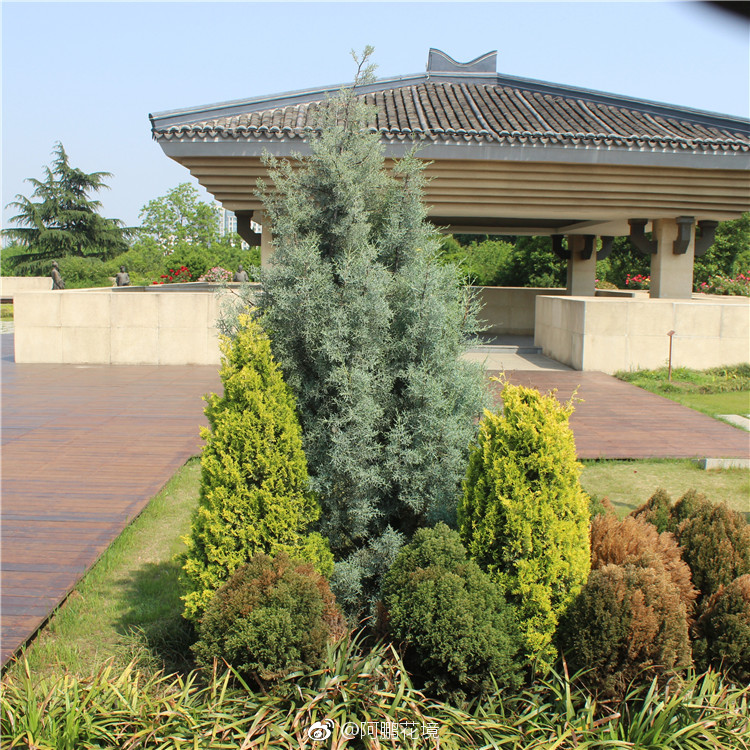 蓝冰柏学名cupressusblueice柏科柏木属常绿树种耐高温