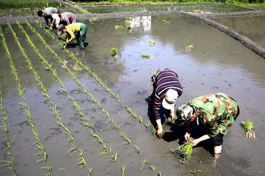 夏日陕南插秧忙,只待今秋稻花香