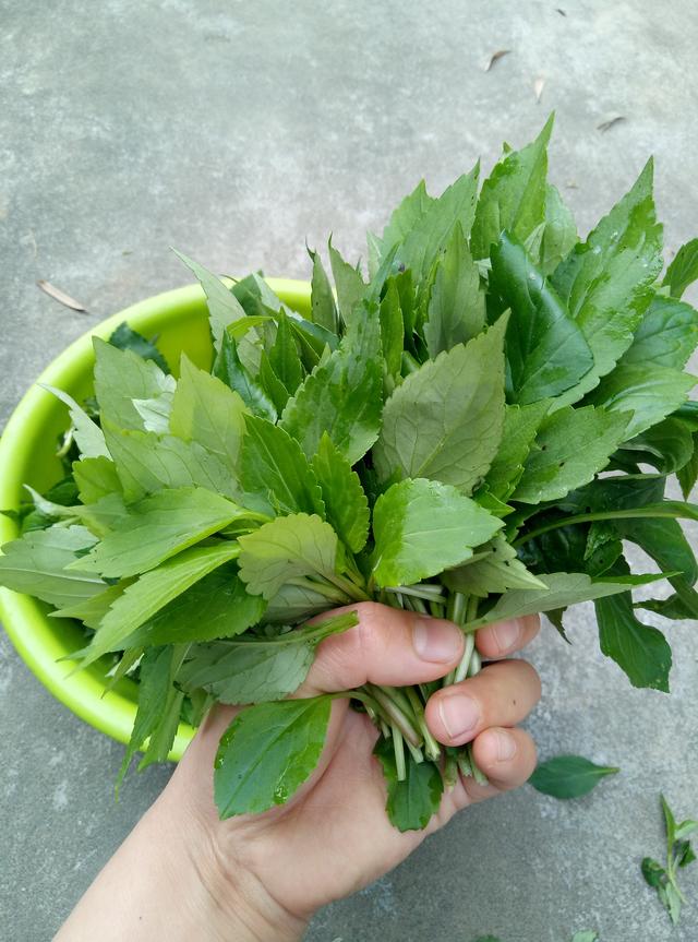 赣州山上的这个好东西,90%的赣州人没吃过,还可以防治癌症|赣州|苦菜