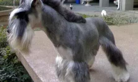 百变雪纳瑞造型