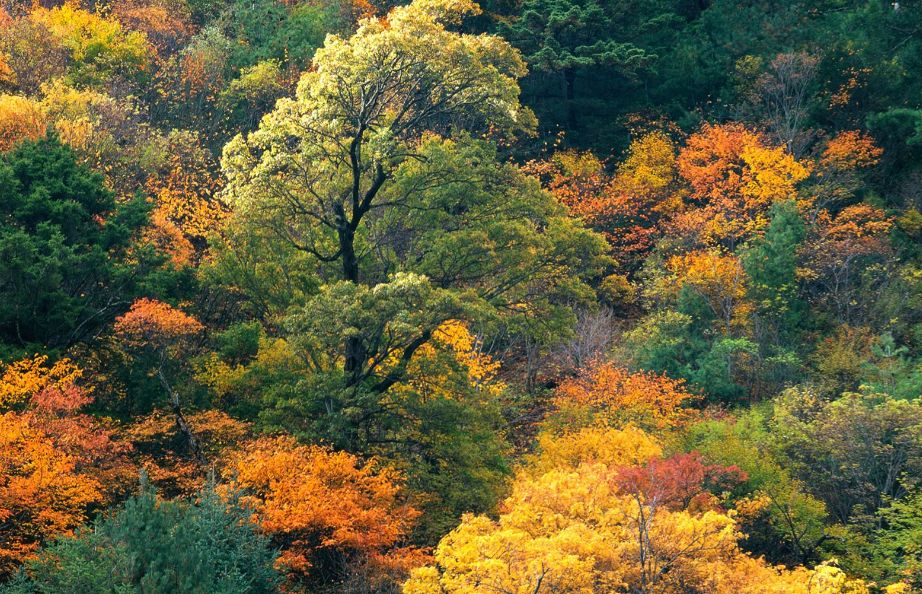 看完这10个全国最美秋景地我决定改变国庆出行计划