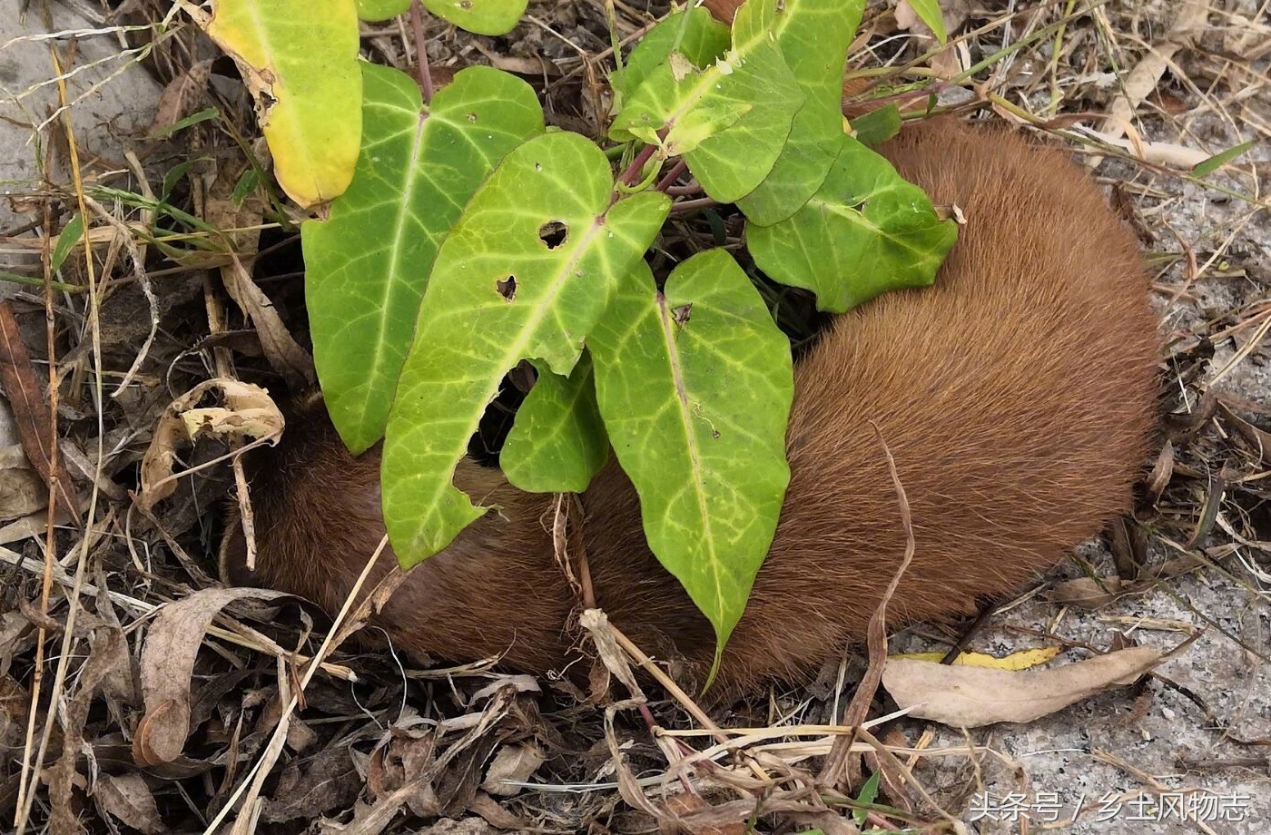 稀罕动物从未见真容奄奄一息大妈说它吃了乱放的老鼠药