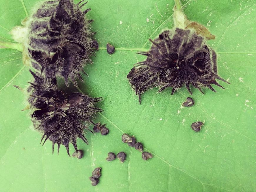 农村路边的这种野草,好吃又好玩,还是中药可治疗多种疾病