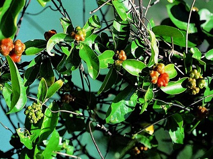 农村这种树,农民以前见了就砍,却不知它的根比黄金还贵