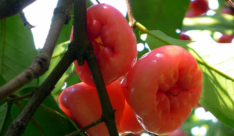 了解一下世界上四种美味的水果,特别是最后一种,有美容的功效