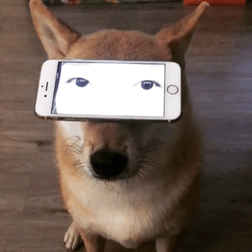 嘿,这只柴犬,拍个小视频而已,不用这么卖力凹造型吧,表情和四肢都僵硬