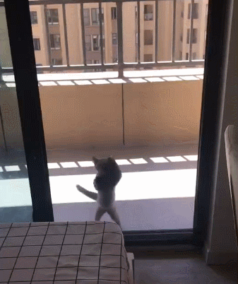 337_402gif 动态图 动图