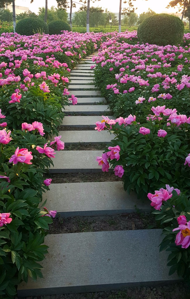 春夏交接季,繁花正此时--西安新寺遗址公园,花多人少约起来