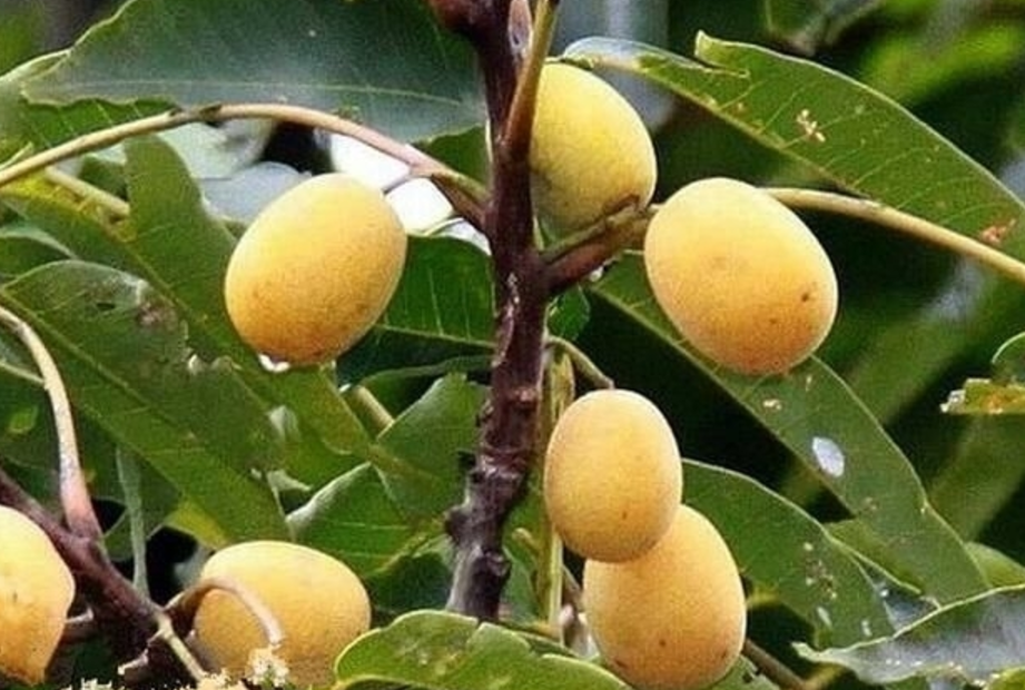 在农村,大家都叫这可是叫连麻子,这种树结果也非常多,果子大量成熟的