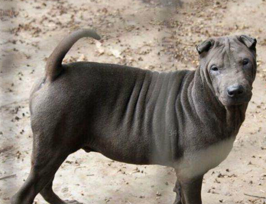 农村这种土狗 曾号称中国的第一斗犬 现在却已经销声匿迹
