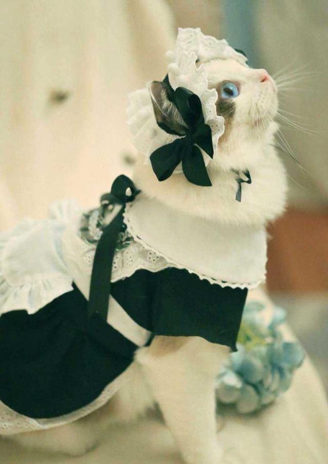 这么可爱一定是男孩子 猫女仆表情萌翻一票网友