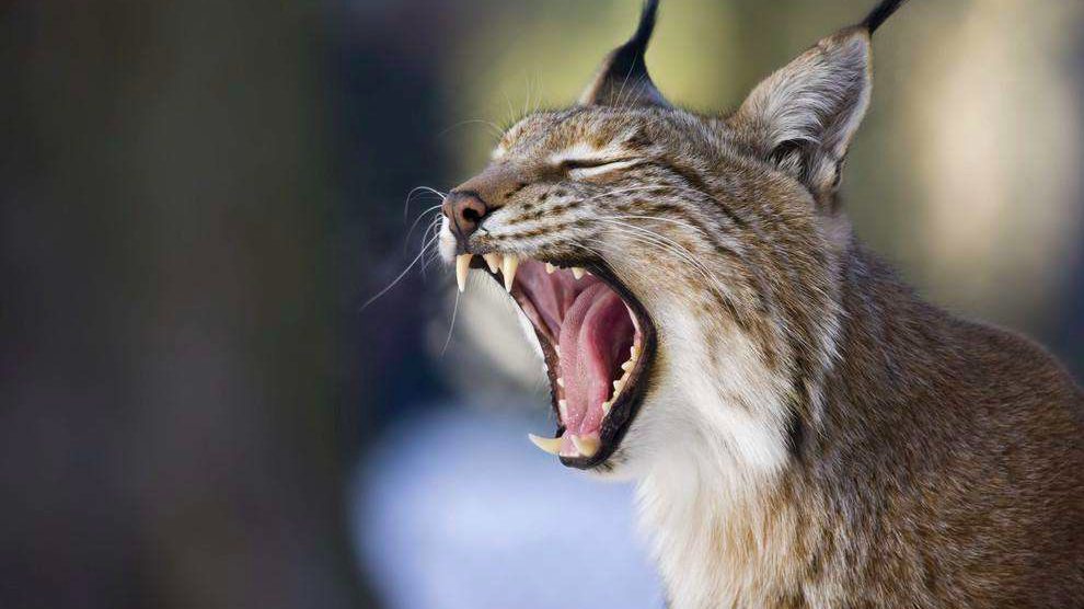 长得像猎豹一样的猫了解一下,像老虎般凶猛,专挑中大型动物捕杀