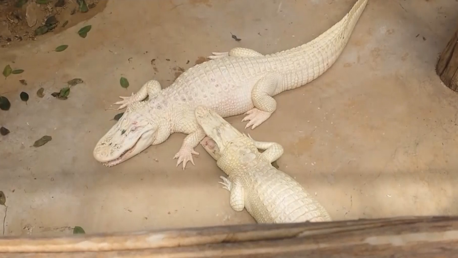 不一样的白色鳄鱼,数量稀少,价格已经被炒到6.5亿