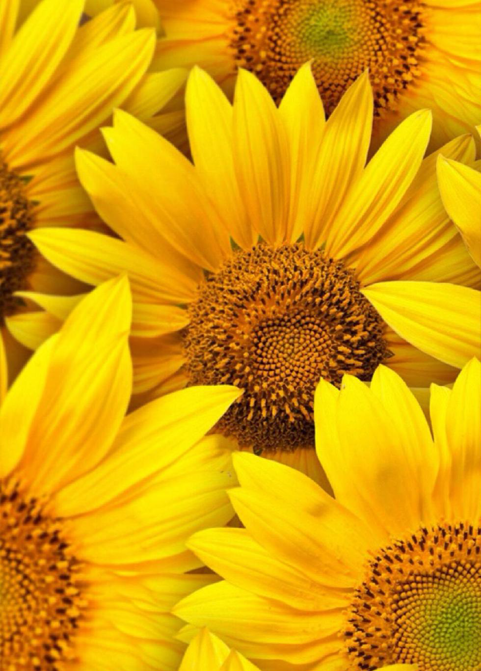 颜色艳丽明亮,高清做手机壁纸唯美向日葵,开心的颜色蓝天,黄色亮丽的