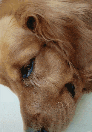 带去宠物医院打针,回到家不知为何趴在地上落泪了|金毛|狗狗|网友